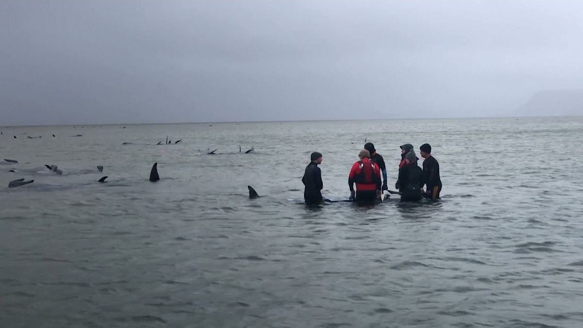 Avustralya'da sığ sularda mahsur kalan balinalardan 380’inin öldüğü tespit edildi