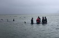 Avustralya'da sığ sularda mahsur kalan balinalardan 380’inin öldüğü tespit edildi