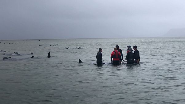 Avustralya'da sığ sularda mahsur kalan balinalardan 380’inin öldüğü tespit edildi Avustralya'da sığ sularda mahsur kalan balinalardan 380’inin öldüğü tespit edildi
