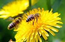 نحل العسل، جنوب ألمانيا، 9 أبريل 2011