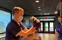 Детёныш панды прошёл свой первый ветосмотр в Вашингтоне