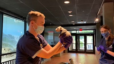 Washington DC's giant panda cub has its first veterinary exam