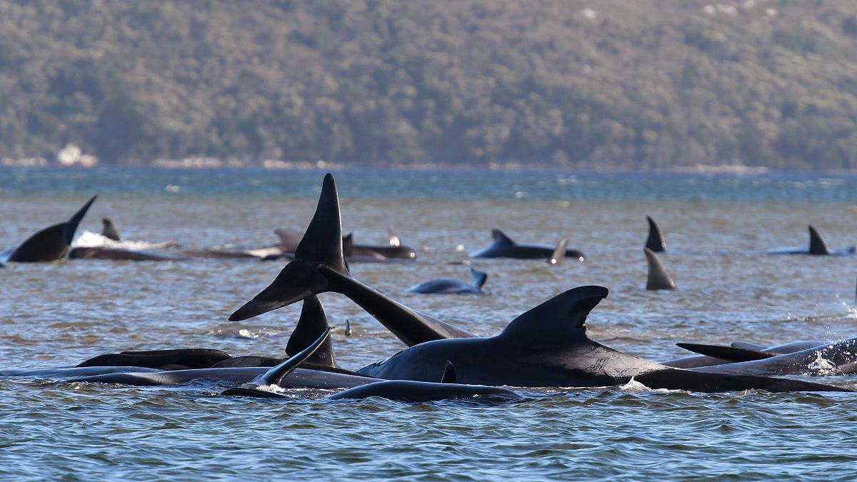 У берегов Тасмании погибли 380 черных дельфинов-гринд