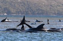 Equipas continuam a tentar salvar baleias na Tasmânia