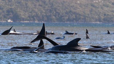 Equipas continuam a tentar salvar baleias na Tasmânia