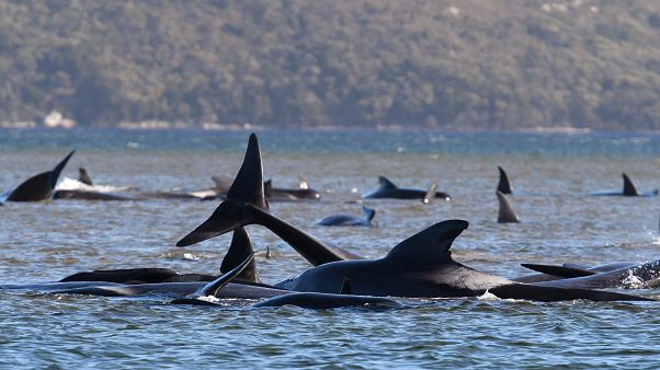 Tasmania, in salvo solo 30 delle 380 balene spiaggiate Tasmania, in salvo solo 30 delle 380 balene spiaggiate