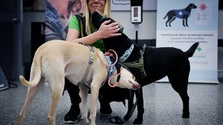 Sniffer dogs at the Helsinki airport in Vantaa, Finland
