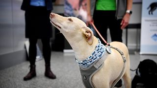Sniffer dog K'ssi at the Helsinki airport in Vantaa, Finland, Wednesday Sept. 22, 2020. 
