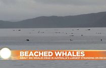 Beached whales in Tasmania, Australia