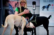 Finlandiya'da havalimanında eğitimli köpekler Covid-19 taraması yapıyor