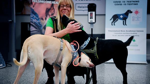 Finlandiya'da havaalanında eğitimli köpekler Covid-19 taraması yapıyor | Euronews