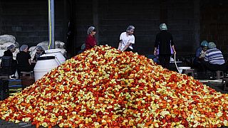 Women arrange red peppers used in the traditional popular dipping sauce Ajvar