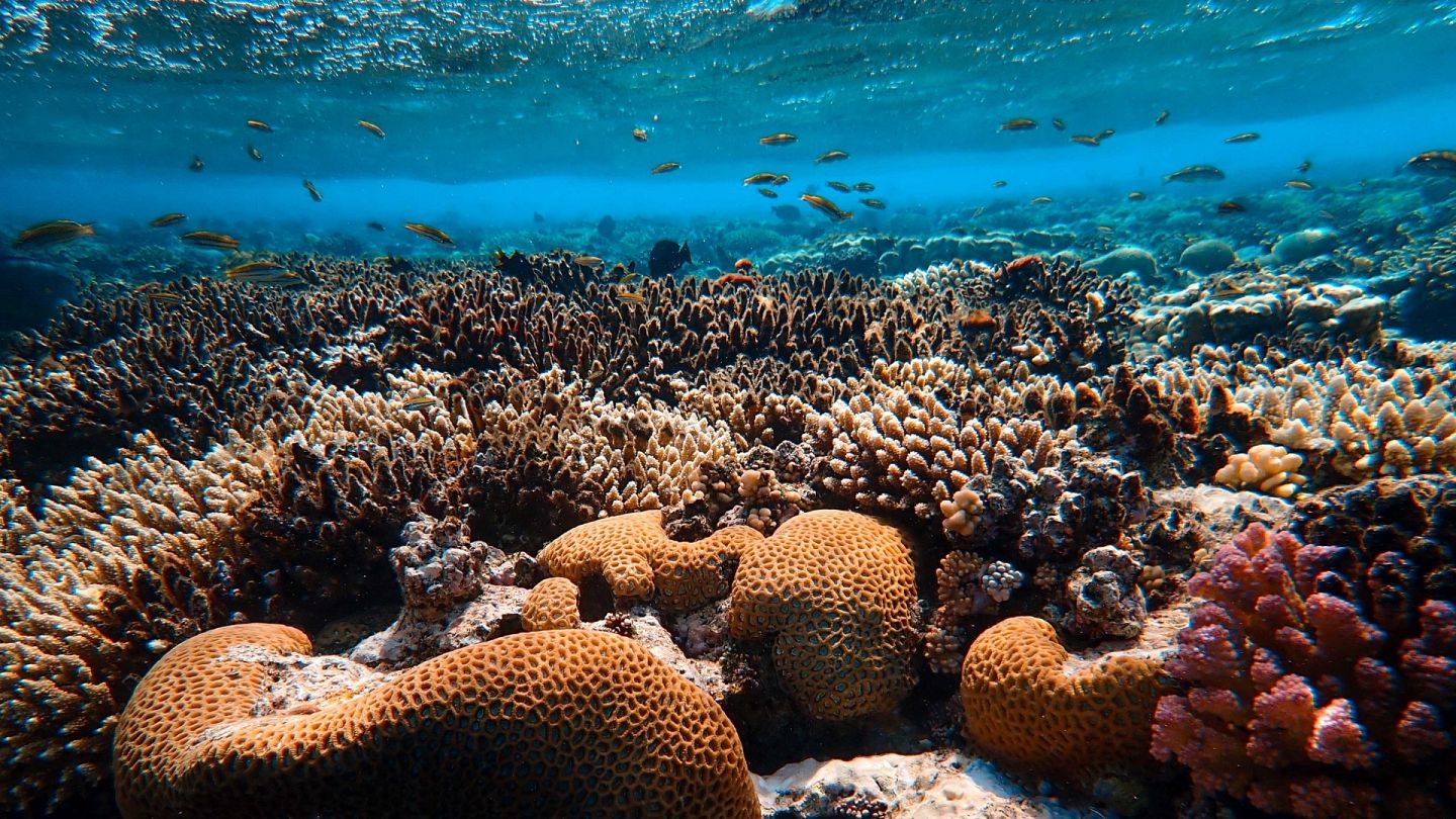 Plastic pollution on the world's coral reefs