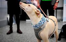سگ‌های بوکش در فرودگاه هلسینکی برای ردیابی کووید۱۹