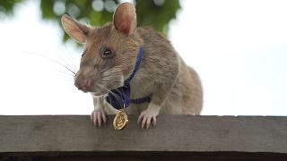  ماغاوا ، الفأر الأفريقي البطل المتوج بالميدالية ذهبية