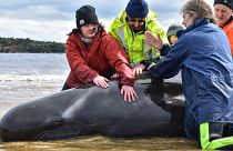 Rescuers work to save a whale on a beach in Macquarie Harbour on the rugged west coast of Tasmania, Australia September 25, 2020