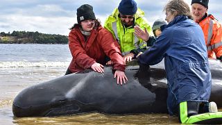 Rescuers work to save a whale on a beach in Macquarie Harbour on the rugged west coast of Tasmania, Australia September 25, 2020