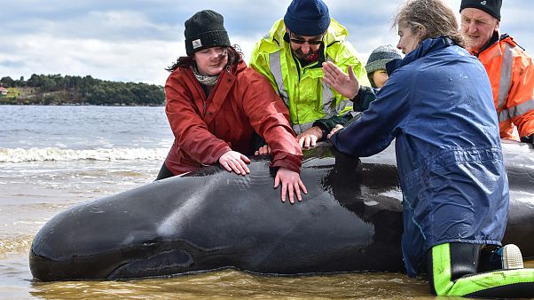 Rescuers work to save a whale on a beach in Macquarie Harbour on the rugged west coast of Tasmania, Australia September 25, 2020 Rescuers work to save a whale on a beach in Macquarie Harbour on the rugged west coast of Tasmania, Australia September 25, 2020