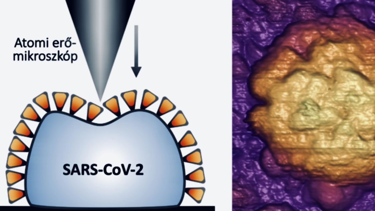 A koronavírus öngyógyító szerkezete a magyar kutatók leírása alapján