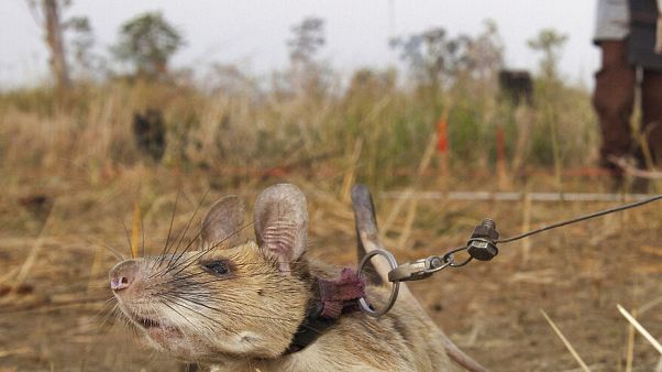 Magawa, eine Riesenhamsterratte, bei der Arbeit in Siem, Kambodscha Magawa, eine Riesenhamsterratte, bei der Arbeit in Siem, Kambodscha