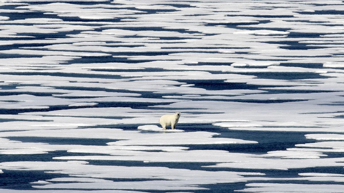 دب قطبي يقف على الجليد في مضيق فرانكلين في أرخبيل القطب الشمالي الكندي.