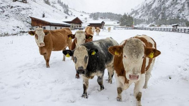 Kühe in Österreich Kühe in Österreich
