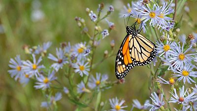 Butterfly populations are on the decline Butterfly populations are on the decline