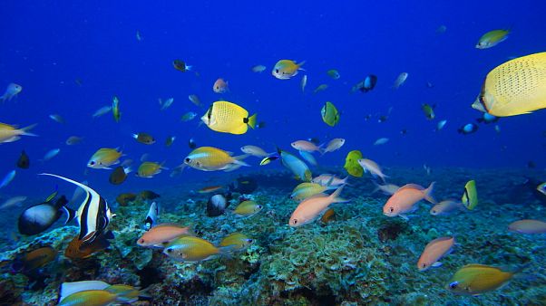 NOAA: halak úszkálnak egy Hawaii-szigeteknél található korallzátony közelében NOAA: halak úszkálnak egy Hawaii-szigeteknél található korallzátony közelében