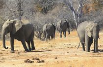Zimbabve'de son bir ayda 34 fil ölümü yaşandı