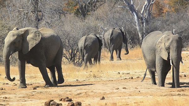 Zimbabve'de son bir ayda 34 fil ölümü yaşandı Zimbabve'de son bir ayda 34 fil ölümü yaşandı