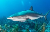 Shark squalene could be used in Covid-19 vaccine