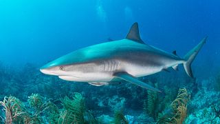 Shark squalene could be used in Covid-19 vaccine