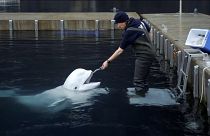 Στην Ισλανδία οι πολυταξιδεμένες φάλαινες μπελούγκα