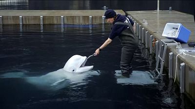 Jessica Whiton, Sea Life Trust Beluga Whale Sanctuary, interacting with beluga whale