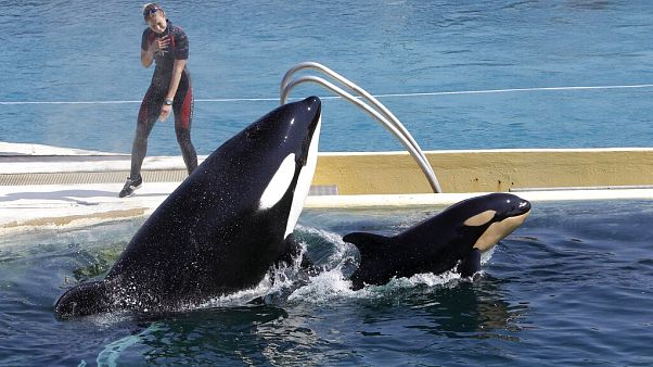 Espectáculo en el delfinario francés de Marineland Espectáculo en el delfinario francés de Marineland