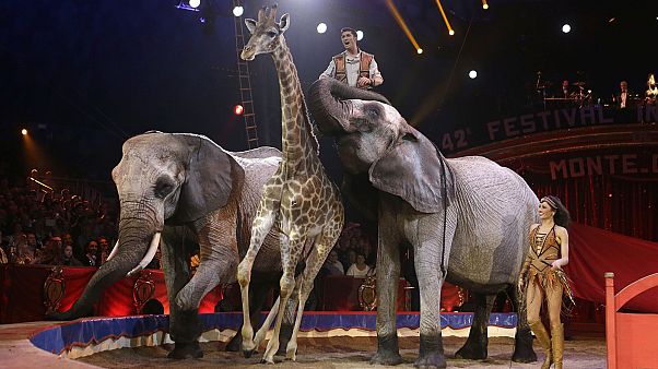 Photo d'illustration : des animaux sauvages sur la piste du 42e festival international du cirque de Monte-Carlo, le 23 janvier 2018 Photo d'illustration : des animaux sauvages sur la piste du 42e festival international du cirque de Monte-Carlo, le 23 janvier 2018