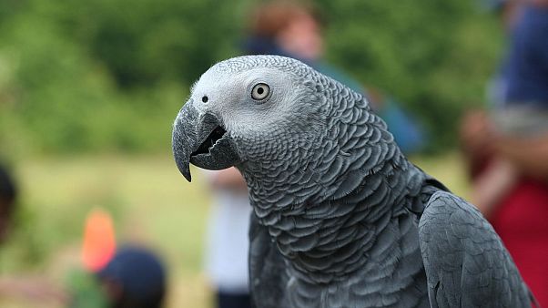 Graupapagei (Psittacus erithacus erithacus) Graupapagei (Psittacus erithacus erithacus)
