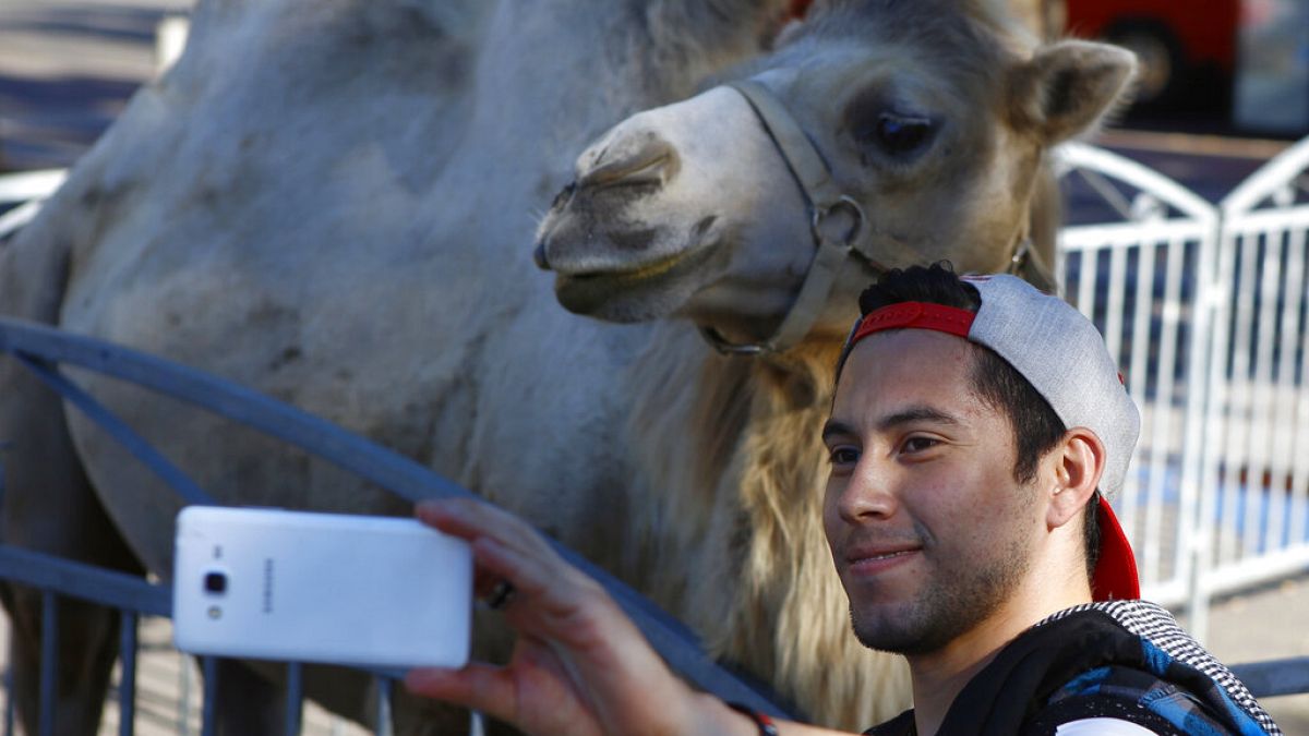 In this Sept.7, 2016 file photo, a visitor takes a selfie with a camel during a circus performance at Bastille square in Paris. 