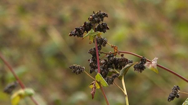 Sarrasin cultivé en Bretagne Sarrasin cultivé en Bretagne