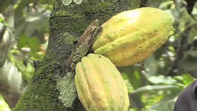 In boost to farmers, Ivory Coast sets new cocoa price