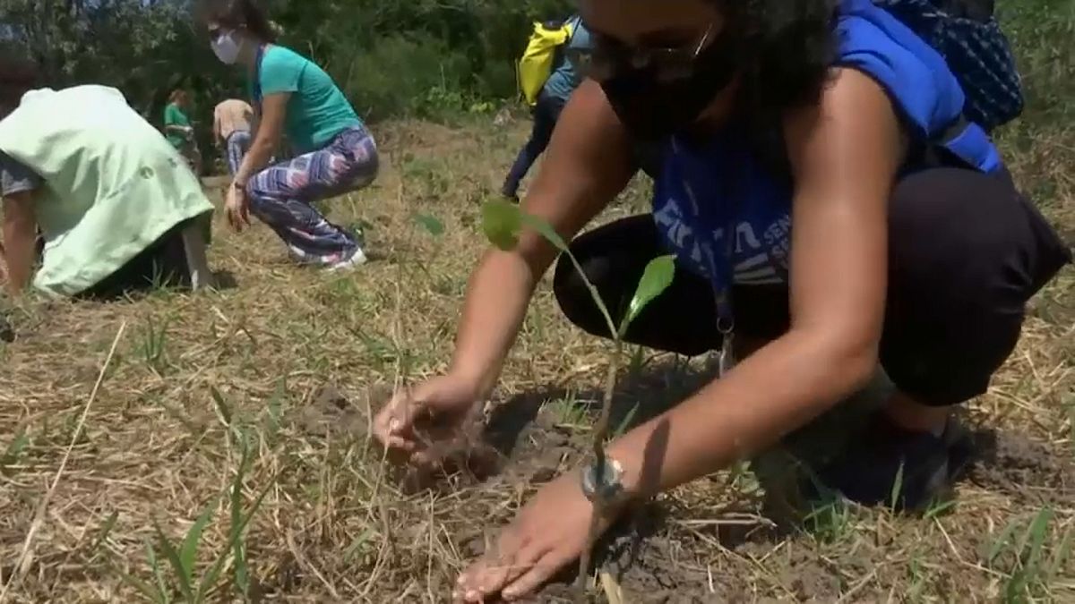 Brésil : des jeunes mobilisés pour reboiser la forêt