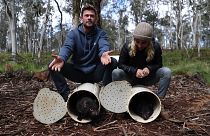 Actors Elsa Pataky and Chris Hemsworth help release Tasmanian Devils into the wild on mainland Australia.