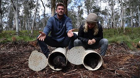 Actors Elsa Pataky and Chris Hemsworth help release Tasmanian Devils into the wild on mainland Australia.