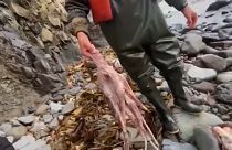 Des poulpes morts sur les plages du Kamtchatka