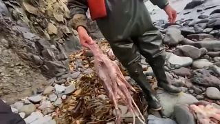 Des poulpes morts sur les plages du Kamtchatka