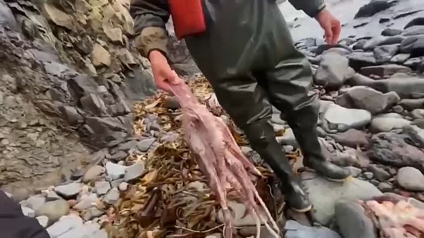 Des poulpes morts sur les plages du Kamtchatka Des poulpes morts sur les plages du Kamtchatka