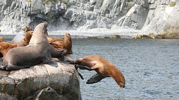 FILE - Sea lions on the Kamtchatka peninsula in eastern Russia. FILE - Sea lions on the Kamtchatka peninsula in eastern Russia.