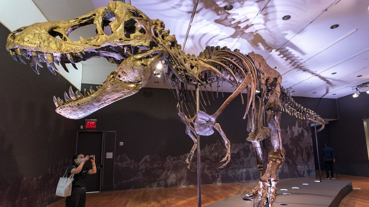 Le squelette du T-Rex Stan, exposé dans les locaux de Christie's, à New York le 15 septembre 2020