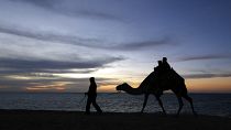 Верблюды - неотъемлемая часть культуры Саудовской Аравии.