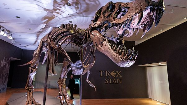 Dinozor iskeleti açık artırmada 31.8 milyon dolara satıldı Dinozor iskeleti açık artırmada 31.8 milyon dolara satıldı